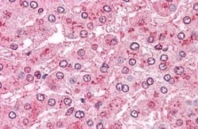 Immunohistochemistry-Paraffin: Aminopeptidase PILS/ARTS1 Antibody [NBP3-14539] - Aminopeptidase PILS/ARTS1 antibody IHC of human liver. Immunohistochemistry of formalin-fixed, paraffin-embedded tissue after heat-induced antigen retrieval.